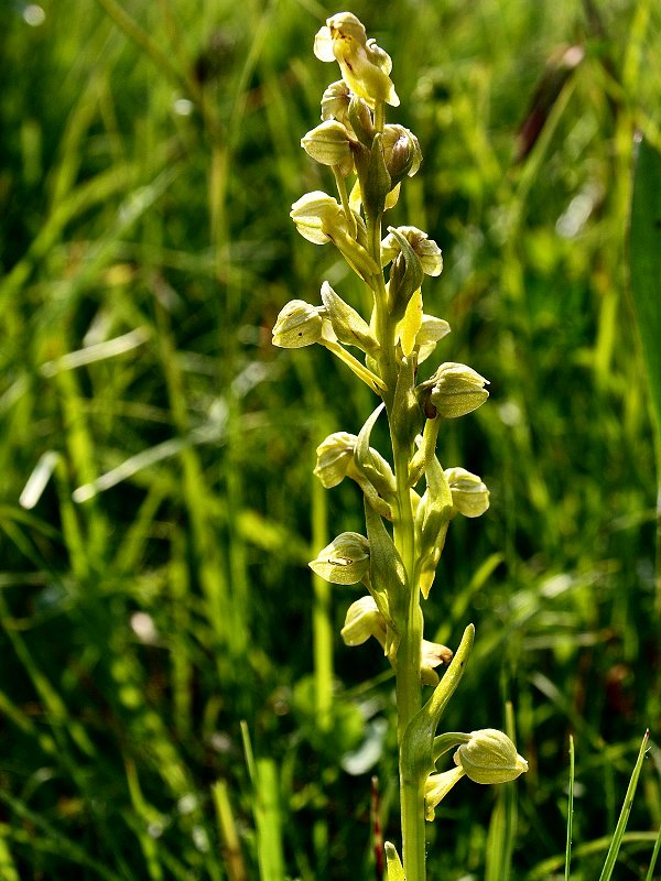 In giro col GIROS... e Listera cordata